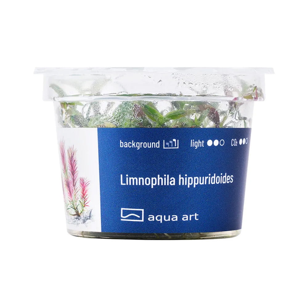 Limnophilia hippuridoides roślina roślinka do akwarium in vitro